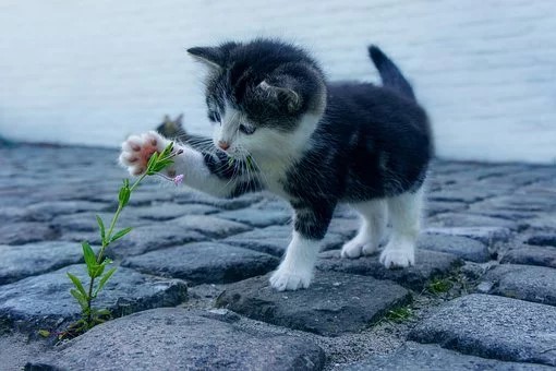 chat jouant une fleur