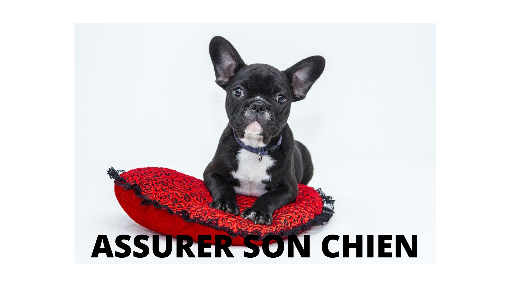 assurance pour chien