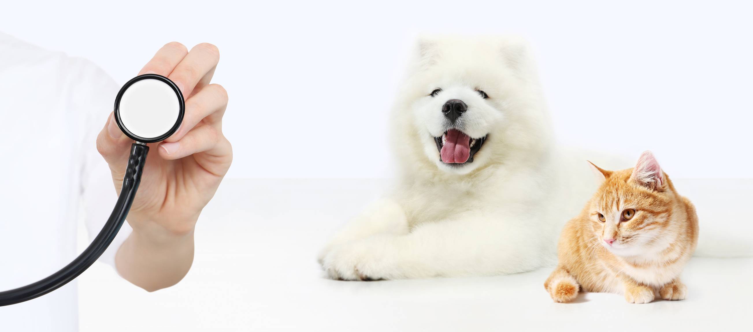 assurance santé animaux